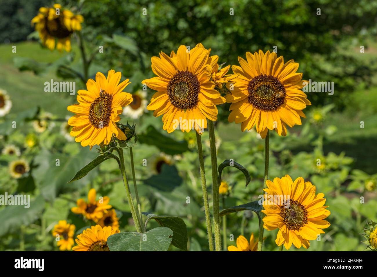 Una piccola varietà decorativa di girasoli in piena fioritura con api che raccolgono polline primo piano vista in una giornata di sole in estate Foto Stock