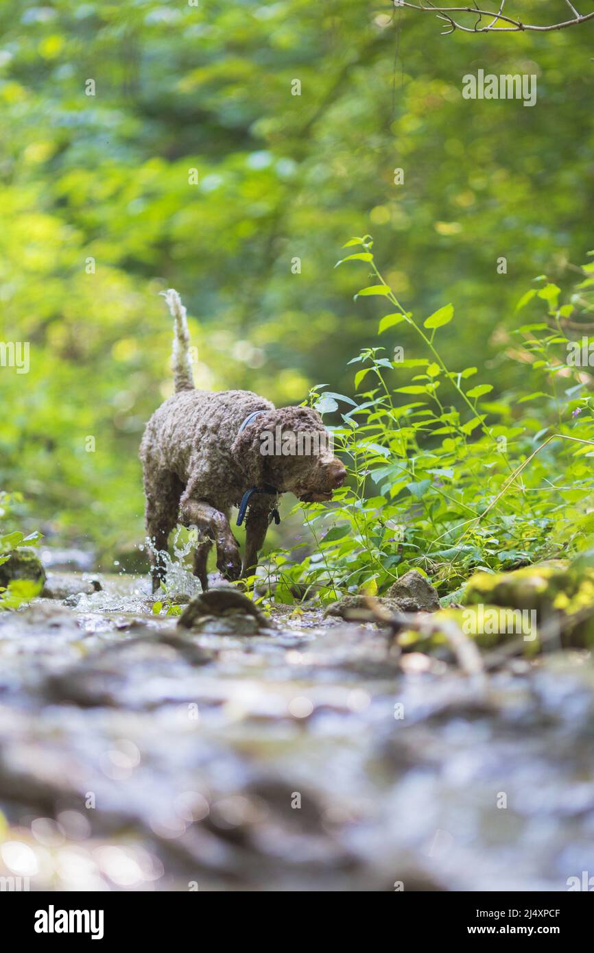 lagotto romagnolo cane alla ricerca di tartufi accanto ad un torrente Foto Stock