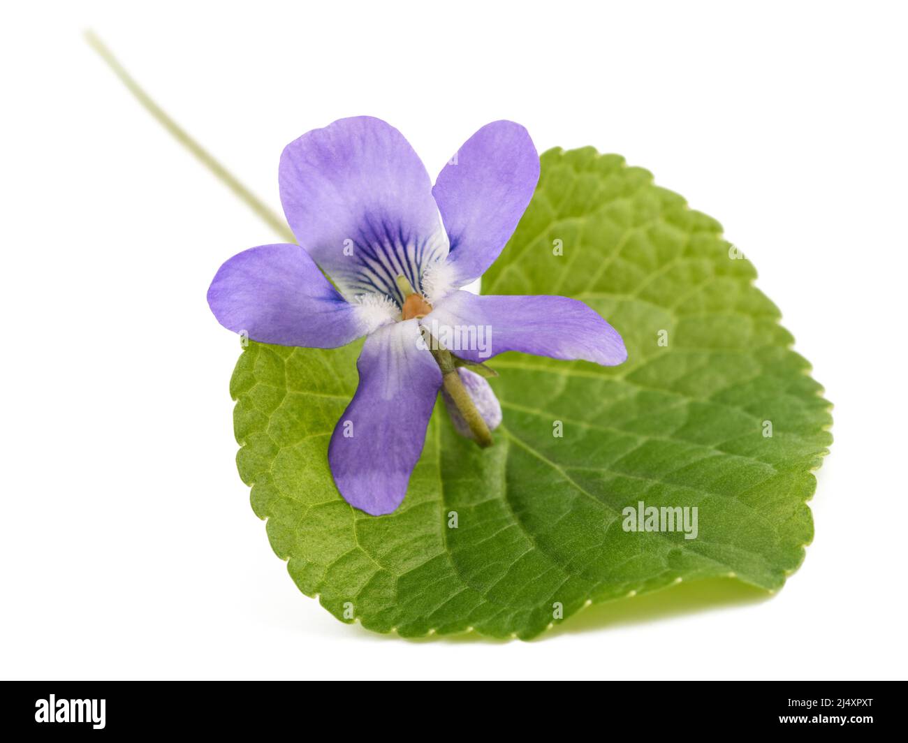 Viola con foglia isolata su sfondo bianco Foto Stock