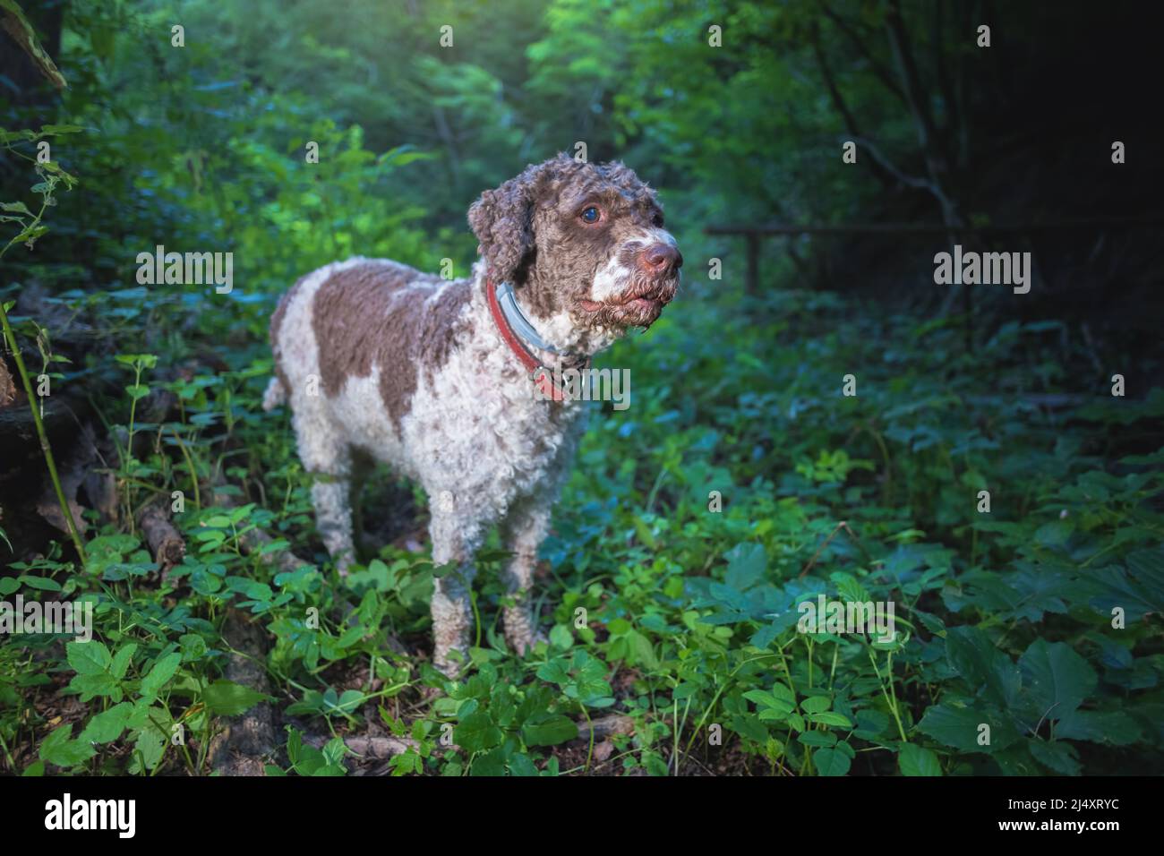 lagotto romagnolo cane alla ricerca di tartufi nel bosco Foto Stock