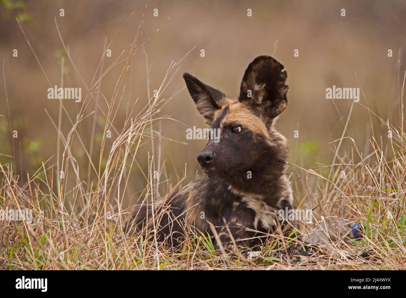 L'African WID Dog, noto anche come The Painted Dog o Painted Wolf, è uno dei mammiferi più in pericolo al mondo Foto Stock