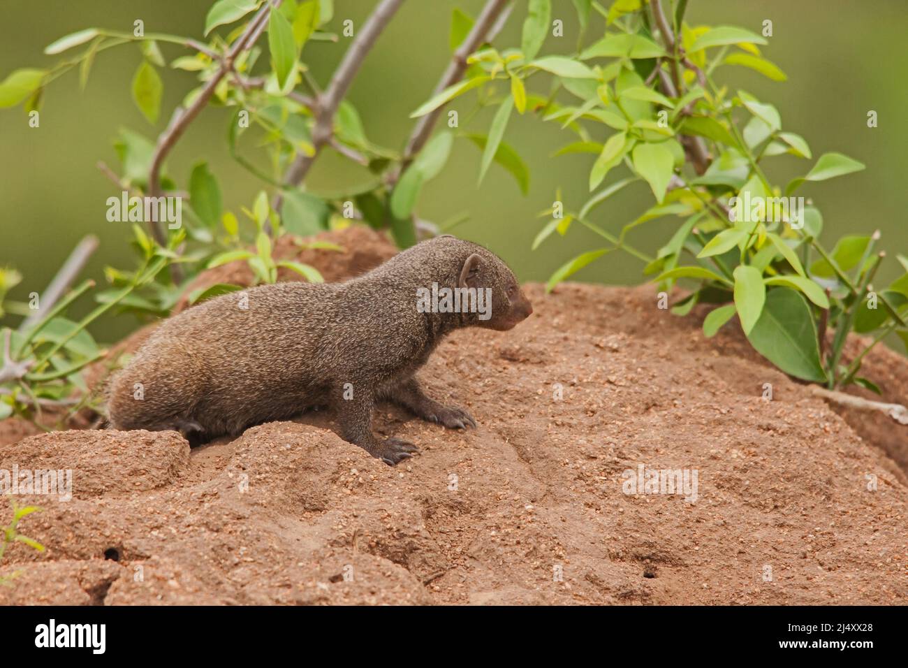 La Mongoose nana (Helogale parvula) non è solo il più piccolo membro della famiglia delle mongoose, ma è il carnivore di piccole dimensioni in tutta l'Africa, Foto Stock