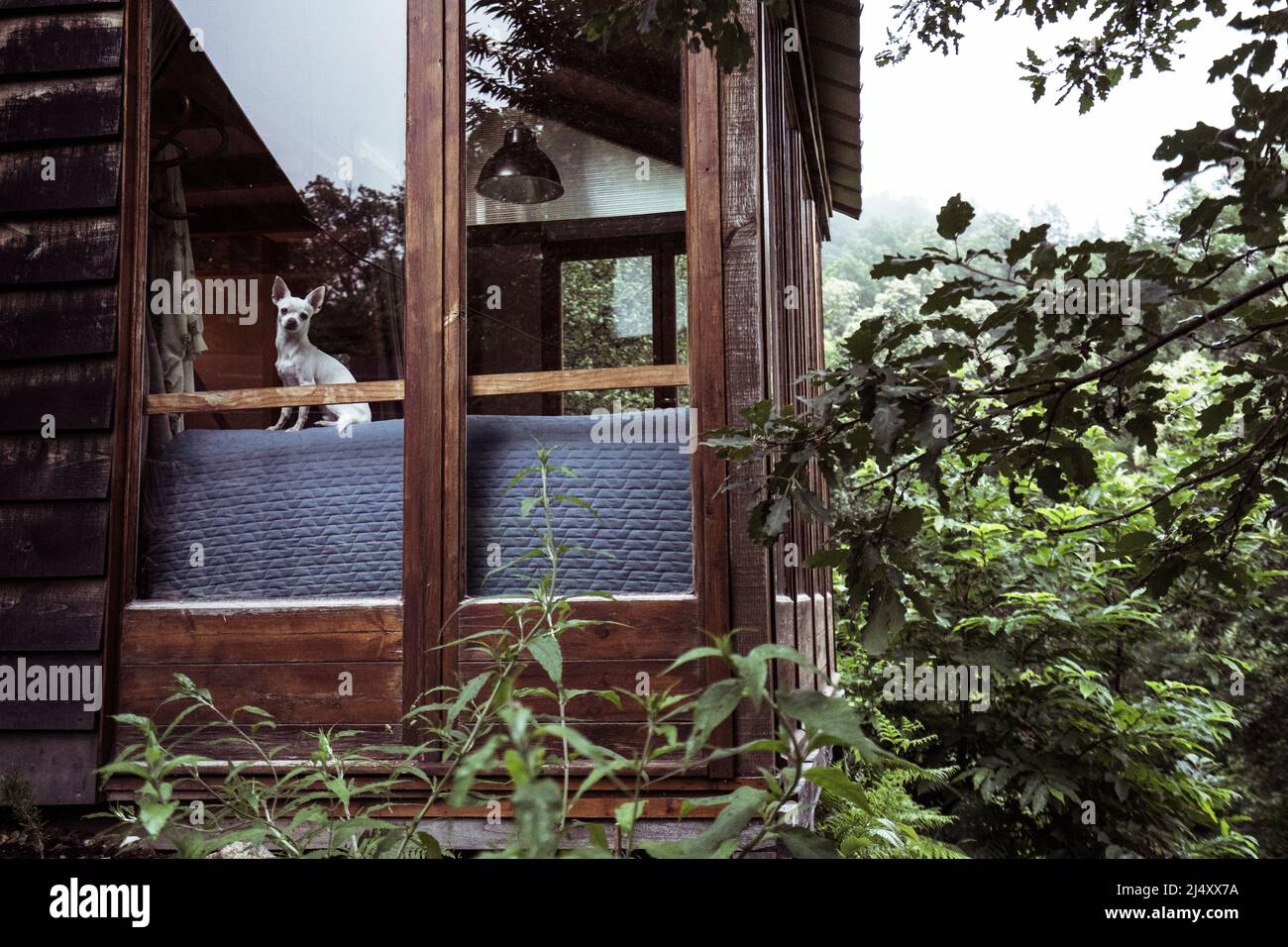 Piccolo cane bianco guarda dalla finestra interna di piccola casa in natura Foto Stock