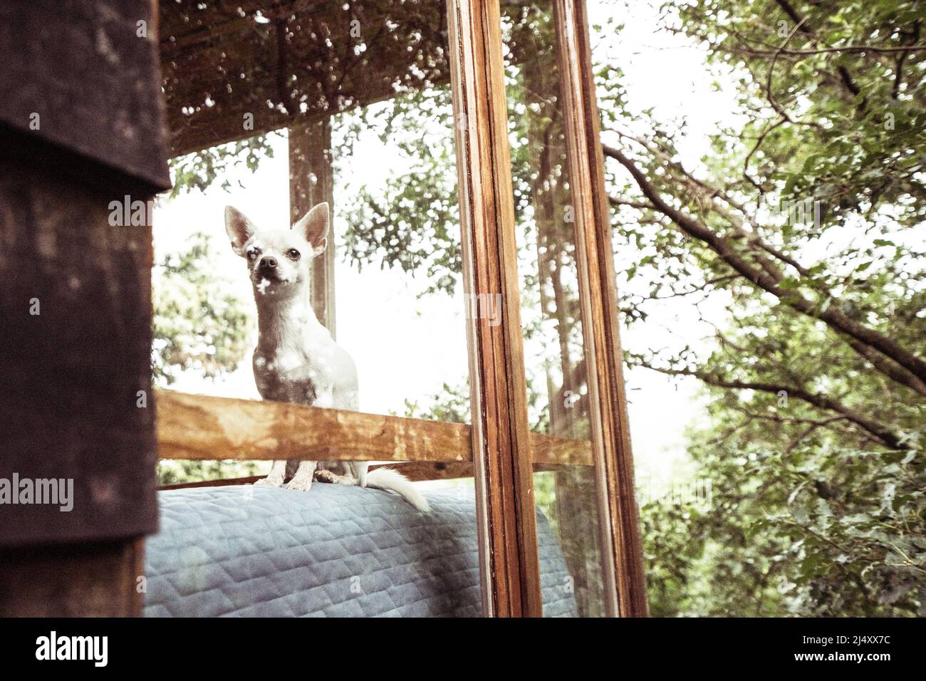 Piccolo cane bianco cucciolo guarda attraverso la finestra alla natura Foto Stock