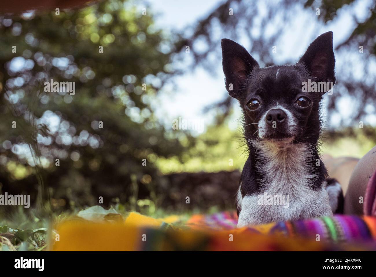 Il piccolo cane chihuahua si siede in natura Foto Stock