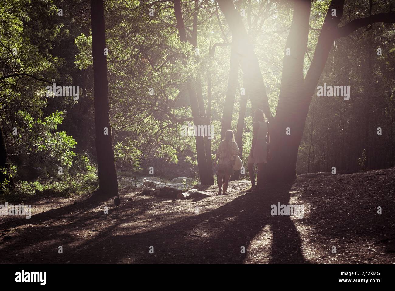 Due persone che camminano attraverso il verde della foresta con i cani Foto Stock