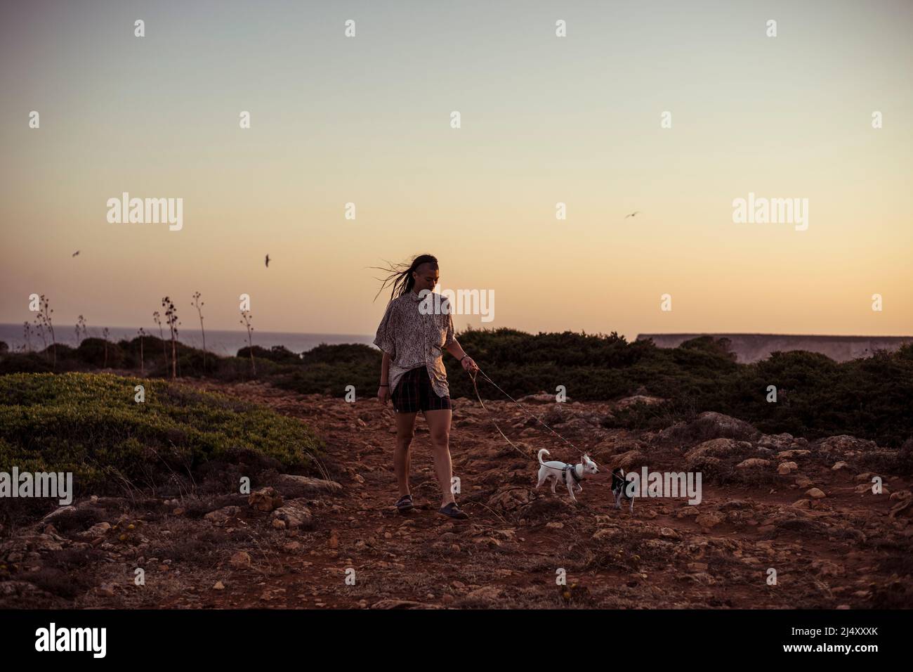 Persona cammina due chihuahua al tramonto lungo le scogliere dell'oceano in Portogallo Foto Stock