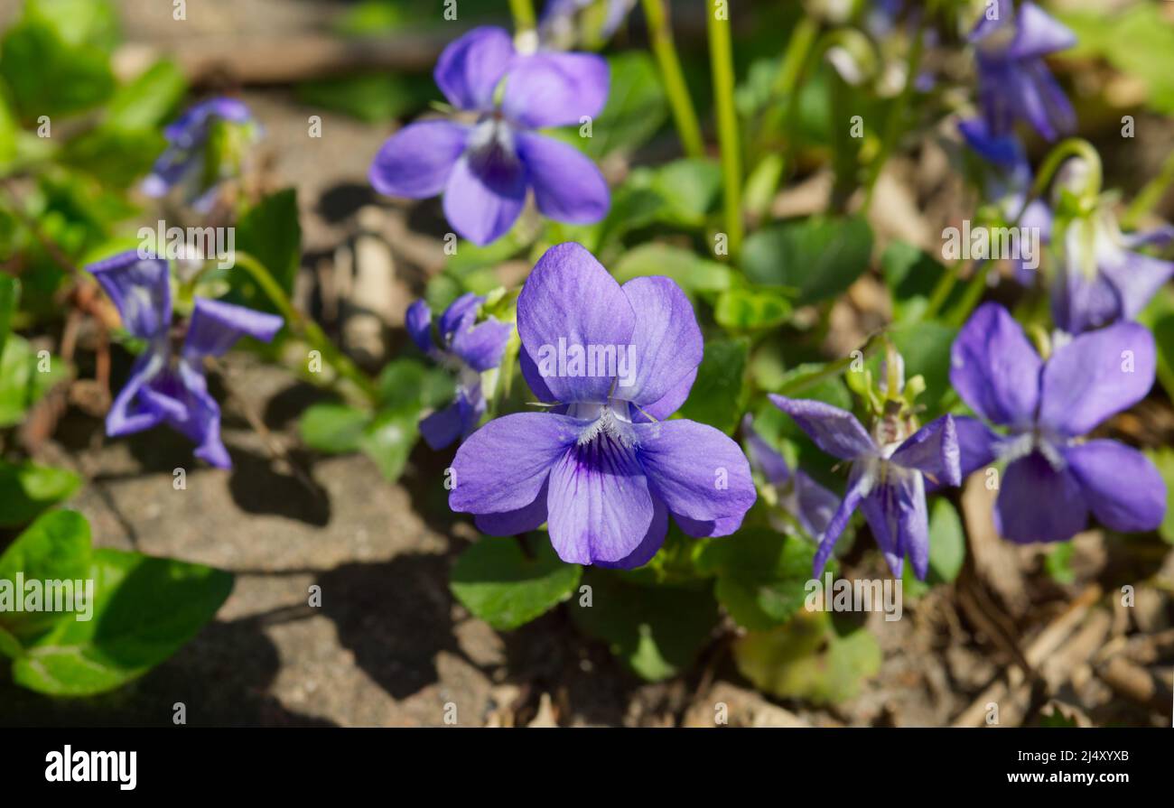 Primo piano di un gruppo di violette (Viola canina) alla luce del sole Foto Stock