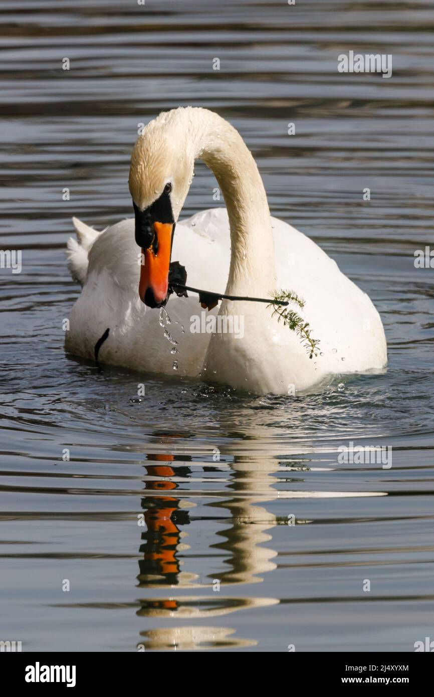 Mute Swan (Cygnus olor) che raccoglie ramoscelli, foglie e altri materiali per nido building.Amanda Rose/Alamy Foto Stock