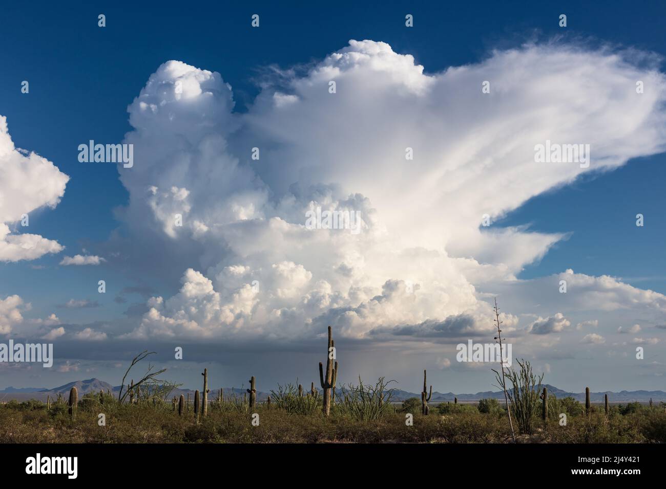 Nuvole di cumulonimbus che si abbellono da una tempesta di tuoni della stagione monsonica nel deserto dell'Arizona Foto Stock