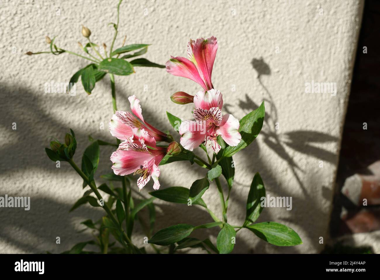 Fiori Alstroemeria Foto Stock