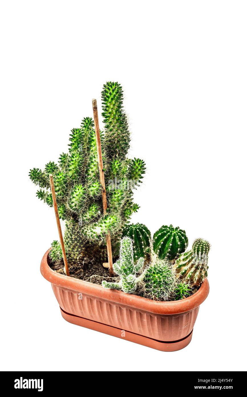 La mamillaria Wildii in un vaso vegetale isolato su sfondo bianco. Cactus in rapida crescita, giardinaggio interno, mockup, modello Foto Stock