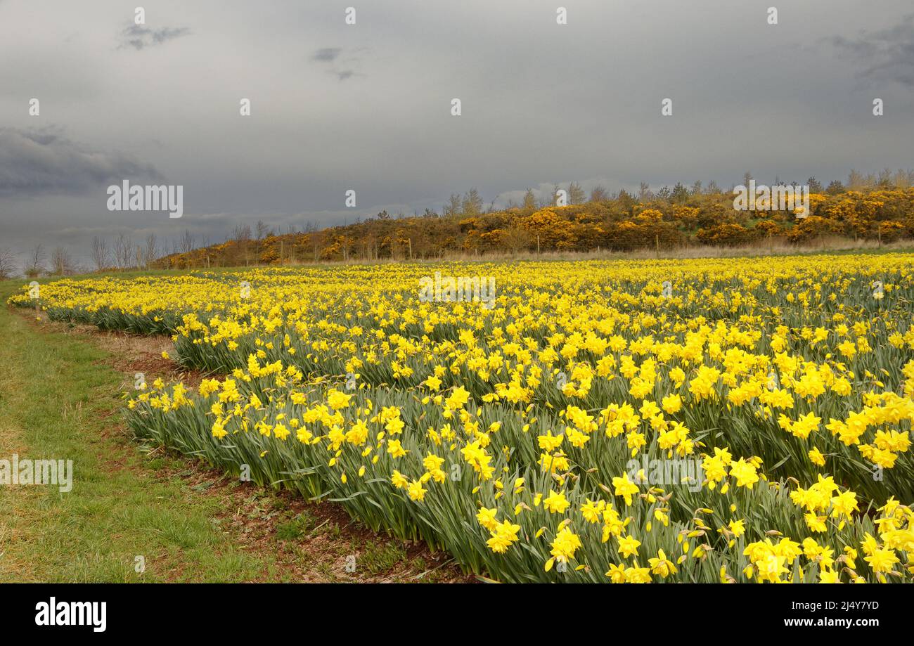 KINNEFF STONEHAVEN ABERDEENSHIRE SCOZIA TERRENI AGRICOLI DAFFODILS E FIORI DORATI GORSE IN PRIMAVERA Foto Stock