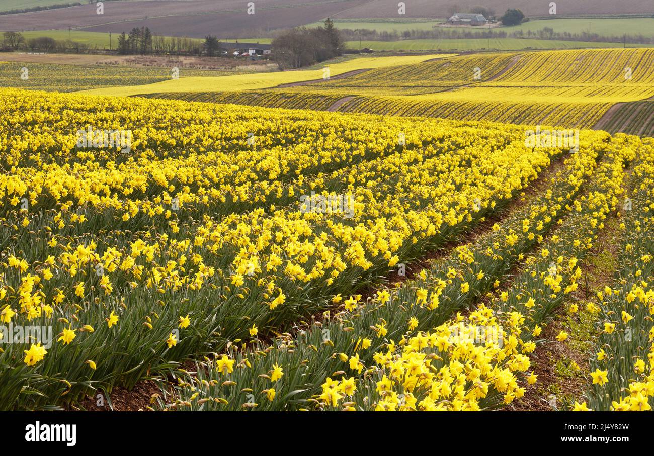KINNEFF STONEHAVEN ABERDEENSHIRE SCOZIA CAMPI AGRICOLI DI NAFFODILS GIALLI ALL'INIZIO DELLA PRIMAVERA Foto Stock