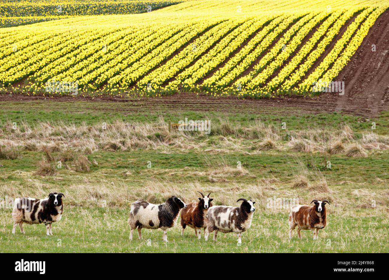KINNEFF STONEHAVEN ABERDEENSHIRE SCOZIA TERRENO AGRICOLO GIALLO NAFFODILS IN PRIMAVERA E CINQUE PECORE JACOB Foto Stock