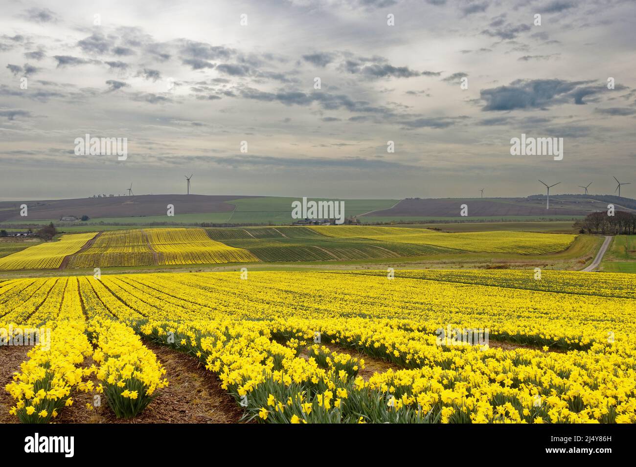 KINNEFF STONEHAVEN ABERDEENSHIRE SCOZIA COLTIVA TERRENI AGRICOLI E CAMPI DI NARCISI IN PRIMAVERA Foto Stock