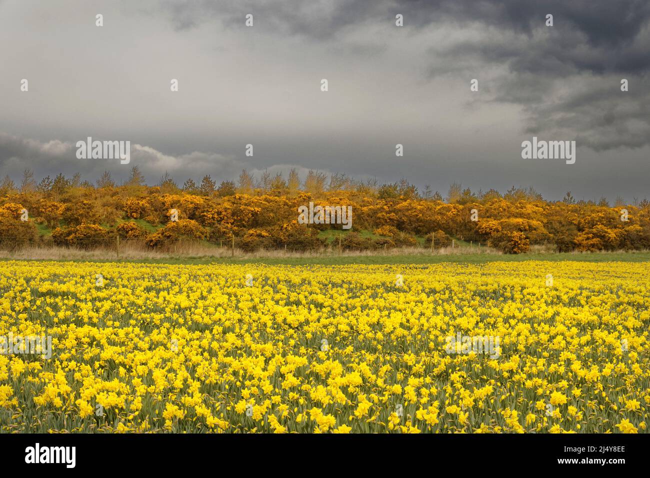 KINNEFF STONEHAVEN SCOZIA TERRENI AGRICOLI DAFFODILS E FIORI DORATI GORSE IN PRIMAVERA Foto Stock