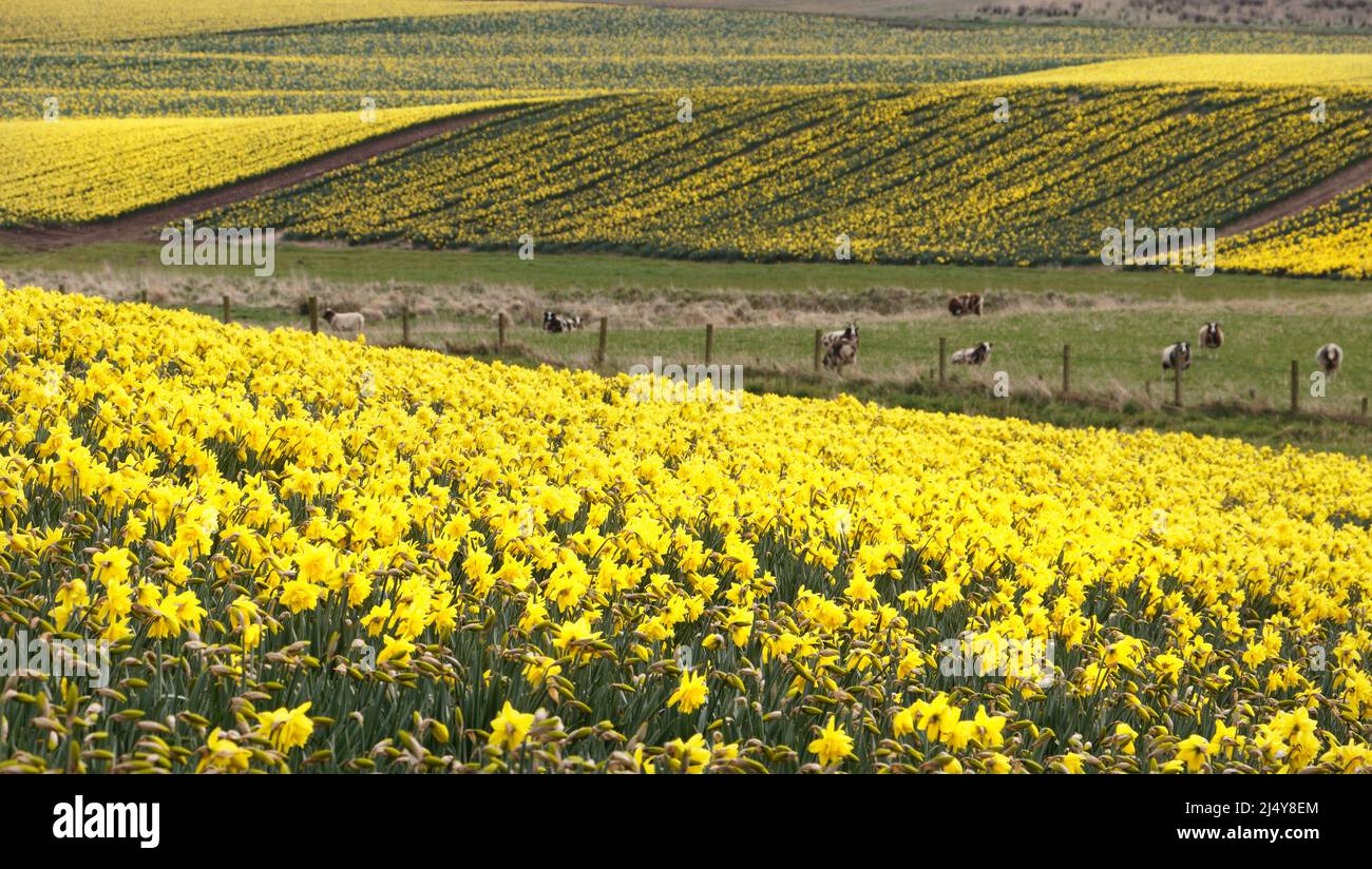 KINNEFF STONEHAVEN SCOZIA TERRENO AGRICOLO CON NAFFODILS E PECORE JACOB IN PRIMAVERA Foto Stock