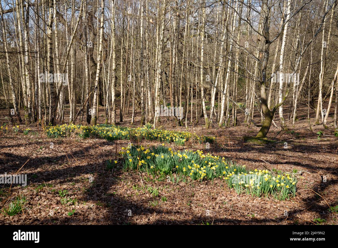 Boschi primaverili con montaghieri di betulla argentata e narcisi in fiore. Foto Stock
