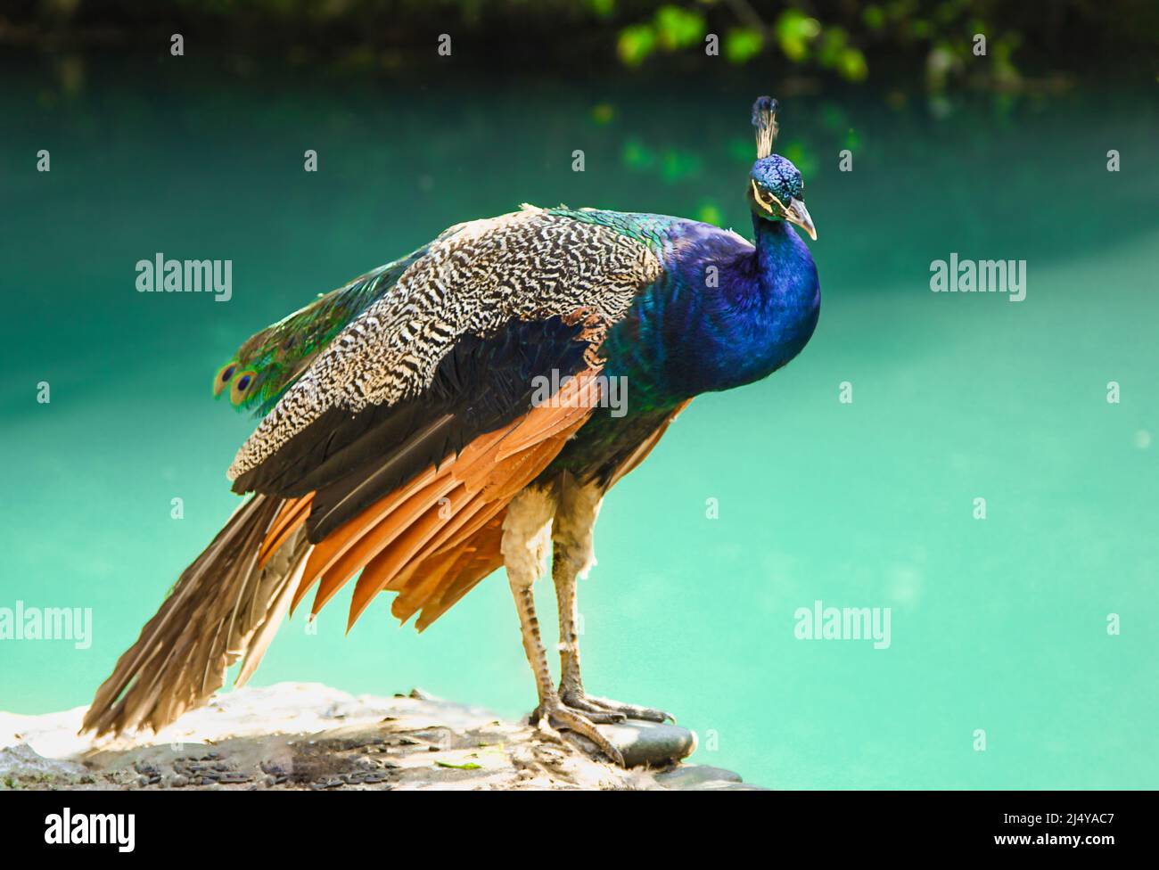 Il pavone è un uccello molto bello. I pavoni vivono nella giungla e si nutrono di semi, bacche, foglie giovani e insetti. Piumaggio colorato e un lungo Foto Stock