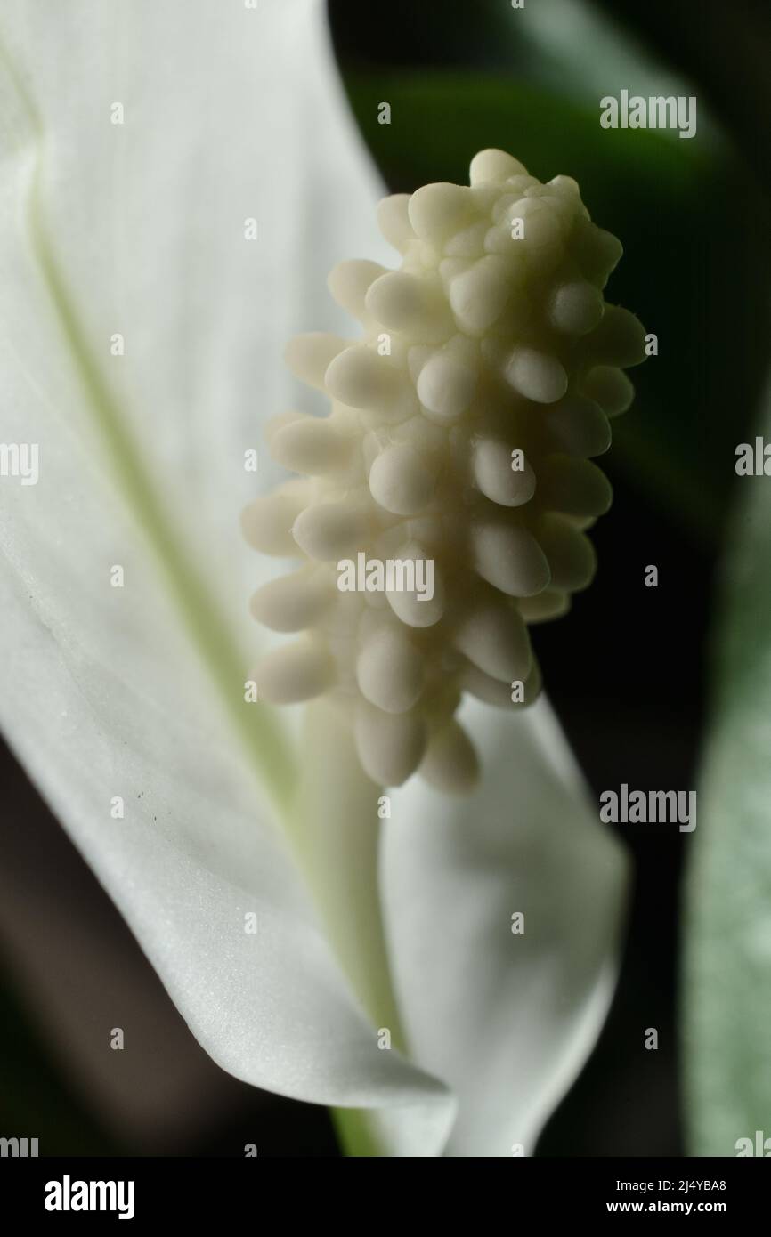Pistil di spatifyllum. Fiore bianco in primo piano. Foto Stock