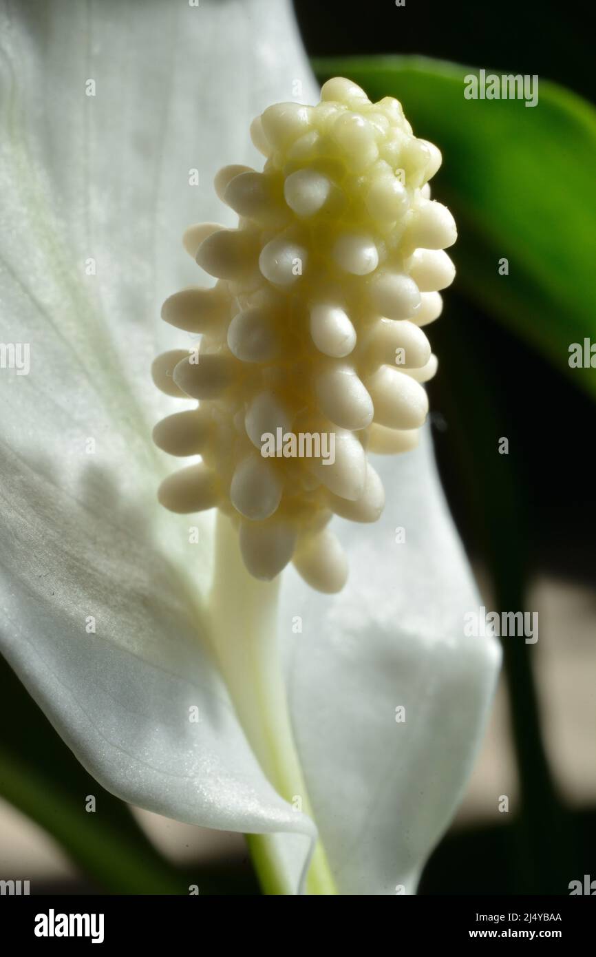 Pistil di spatifyllum. Fiore bianco in primo piano. Foto Stock
