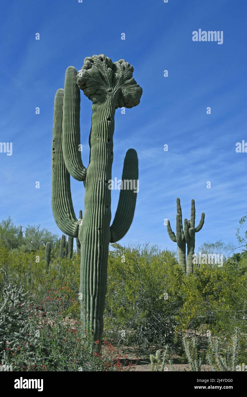 Cactus Saguaro nel deserto dell'Arizona Foto Stock