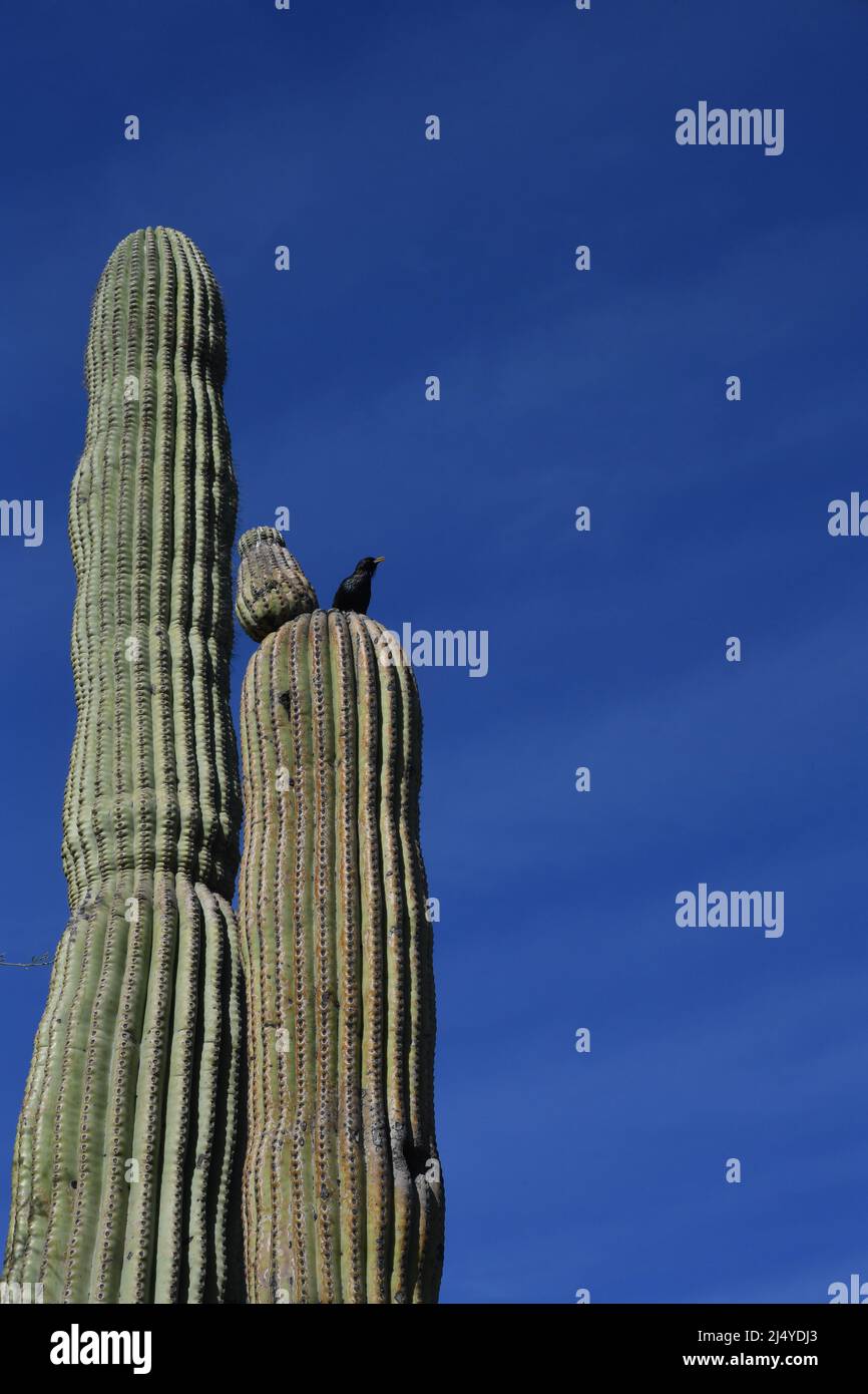 Cactus Saguaro nel deserto dell'Arizona Foto Stock