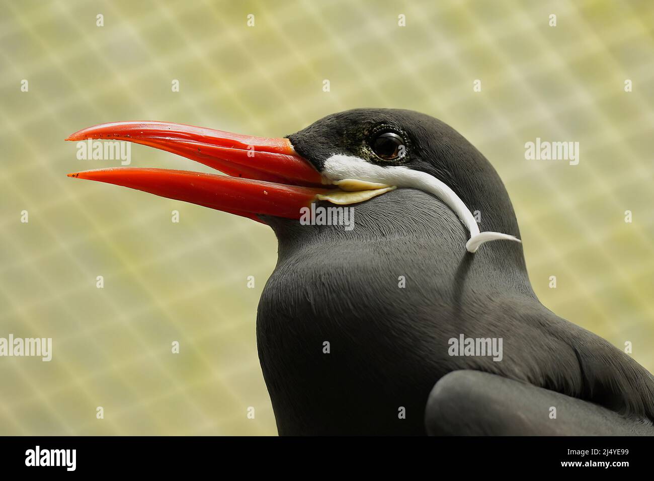 Primo piano di una terna Inca, Larosterna inca Foto Stock