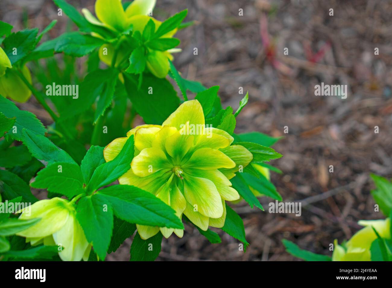 Giallo chiaro e verde fiori e foglie di hellebore su uno sfondo sfocato di terra marrone e pacciame -01 Foto Stock