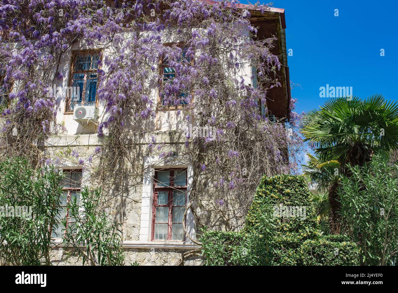 Pianta di glicine viola che cresce intorno alle porte di una vecchia casa a Yalta. Foto Stock