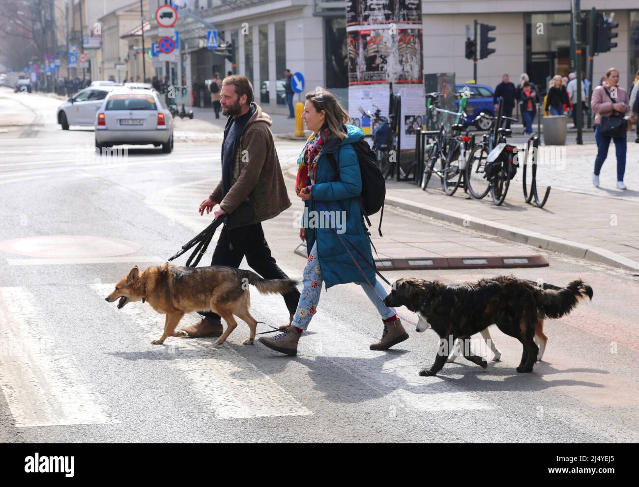Cracovia. Cracovia. Polonia. Coppia a piedi i cani attraversando la strada. Foto Stock