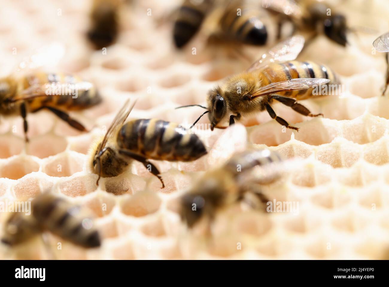 Apicoltura miele cera d'api in closeup apiario Foto Stock