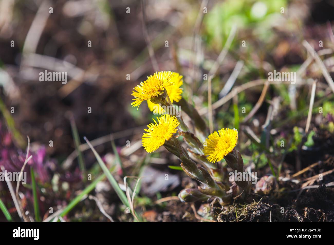 Macro foto di fiori gialli selvatici con soft fuoco selettivo scattata in una giornata di primavera soleggiata. Tussilago farfarfarara comunemente noto come piede di coltpiedi Foto Stock