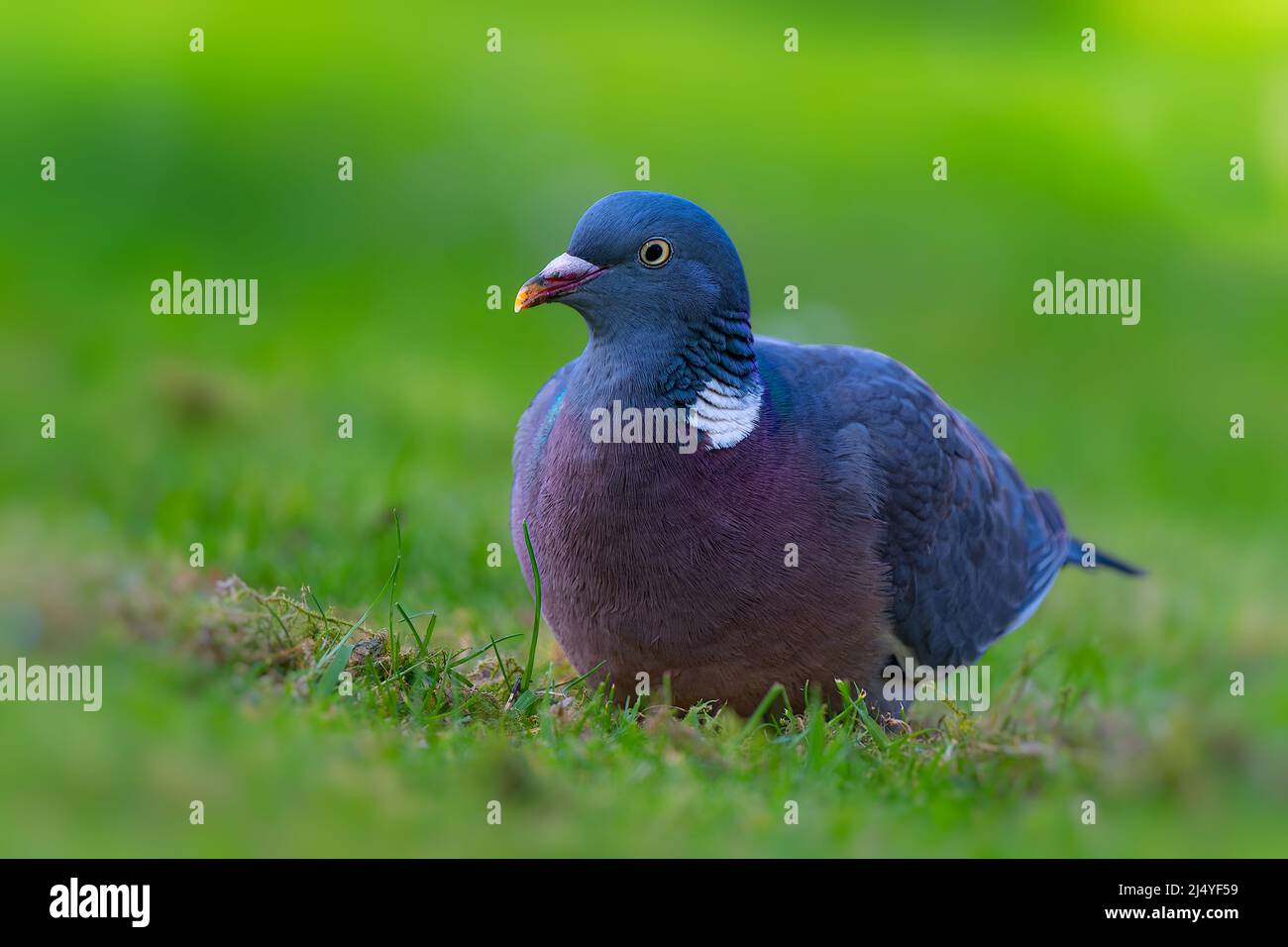 Legno Pigeon Columba Palumbus alimentare al piano terra in un giardino nord Norfolk, Regno Unito. Foto Stock
