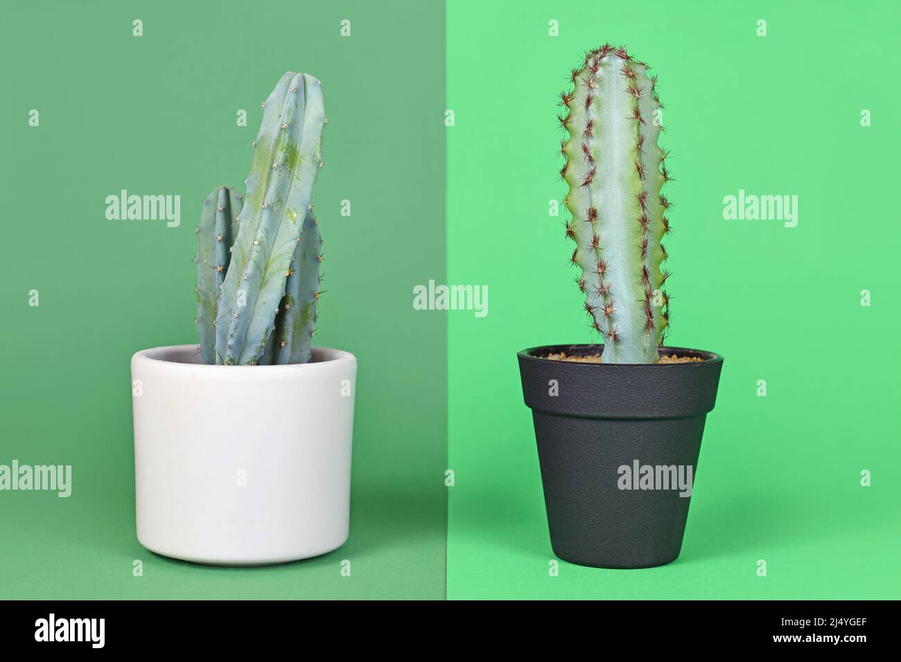 Confronto tra pianta reale e falsa. In vaso naturale Myrtillocactus Cactus accanto alla pianta di plastica Foto Stock