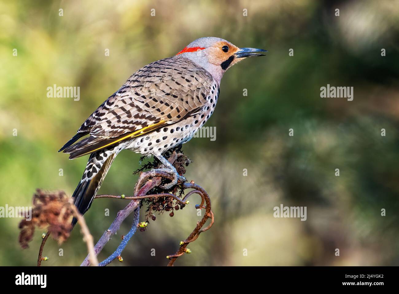 Sfarfallio maschio con albero giallo che pervora sulle bacche di Sumac alla luce del mattino presto Foto Stock