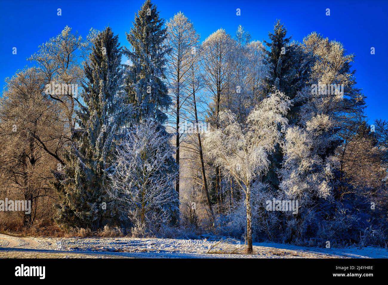 DE - BAVIERA: Frost alberi coperti nel Moor Loisach a Bichl, Oberbayern (HDR-Fotografia) Foto Stock