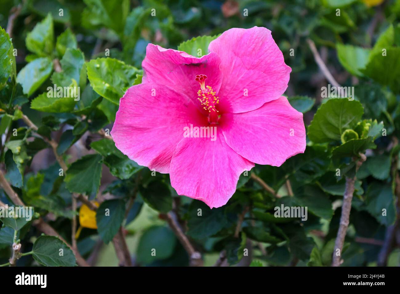 Fiore rosa Hibiscus in cespuglio verde Foto Stock