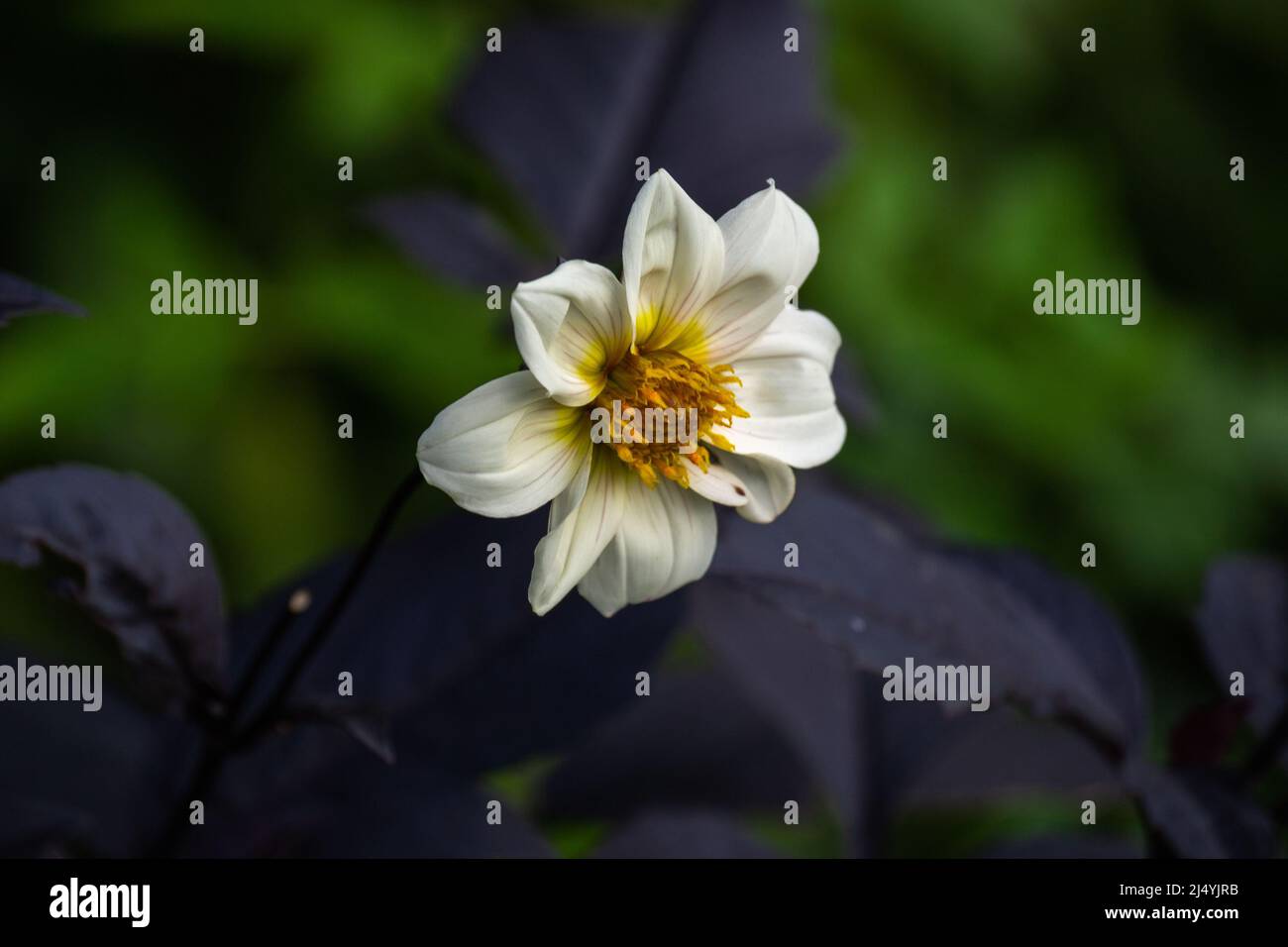 Vescovo di dover Dahlia (Dahlia 'Vescovo di dover') pianta, un perenne erbaceo con fogliame profondamente diviso, color bronzo-viola Foto Stock