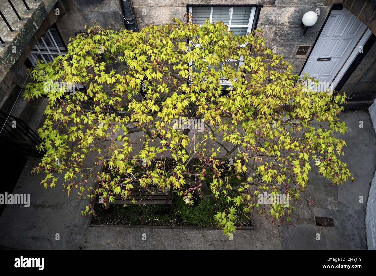 un acer in primavera che entra in foglia al di fuori di un piano seminterrato nel New Town di Edimburgo. Foto Stock