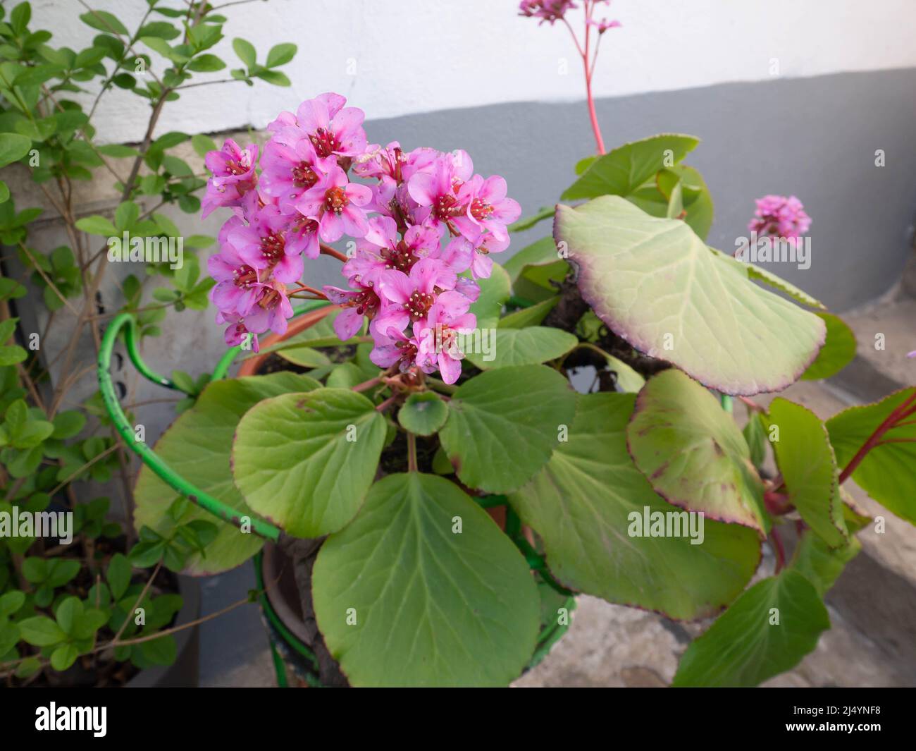 Bergenia crassifolia o saxifrage con le orecchie di elefante o pianta di fioritura di badan nel vaso. Foto Stock