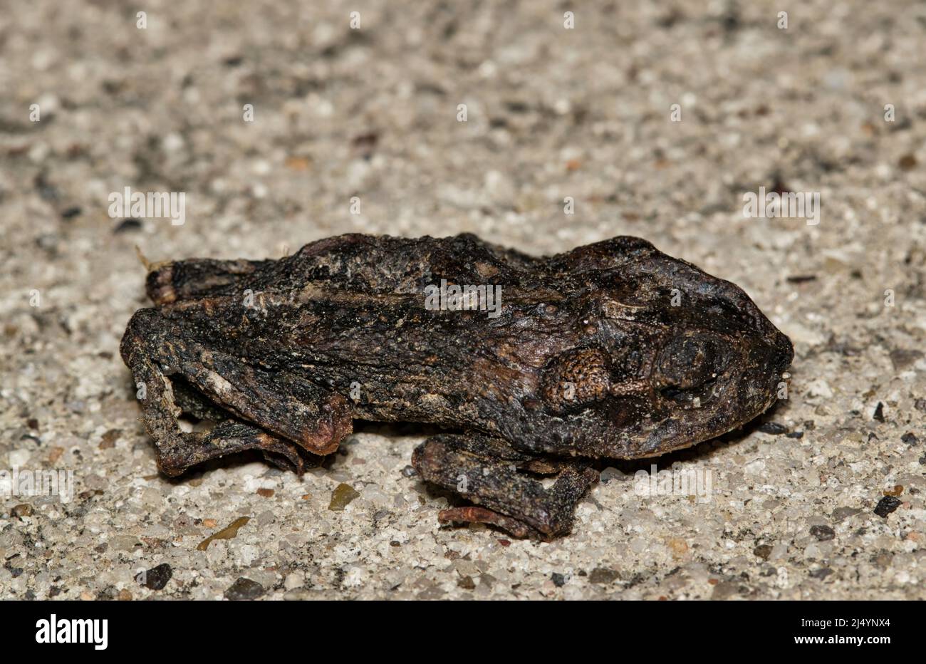 Morto ed essiccato il rospo della Costa del Golfo (nebulizzatore di Incilius) sul marciapiede, isolato vicino con spazio di copia. Foto Stock