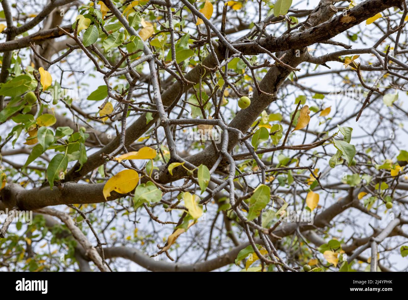 Albero di Manchineel con frutti velenosi a Playa Jeremi sull'isola caraibica di Curacao Foto Stock