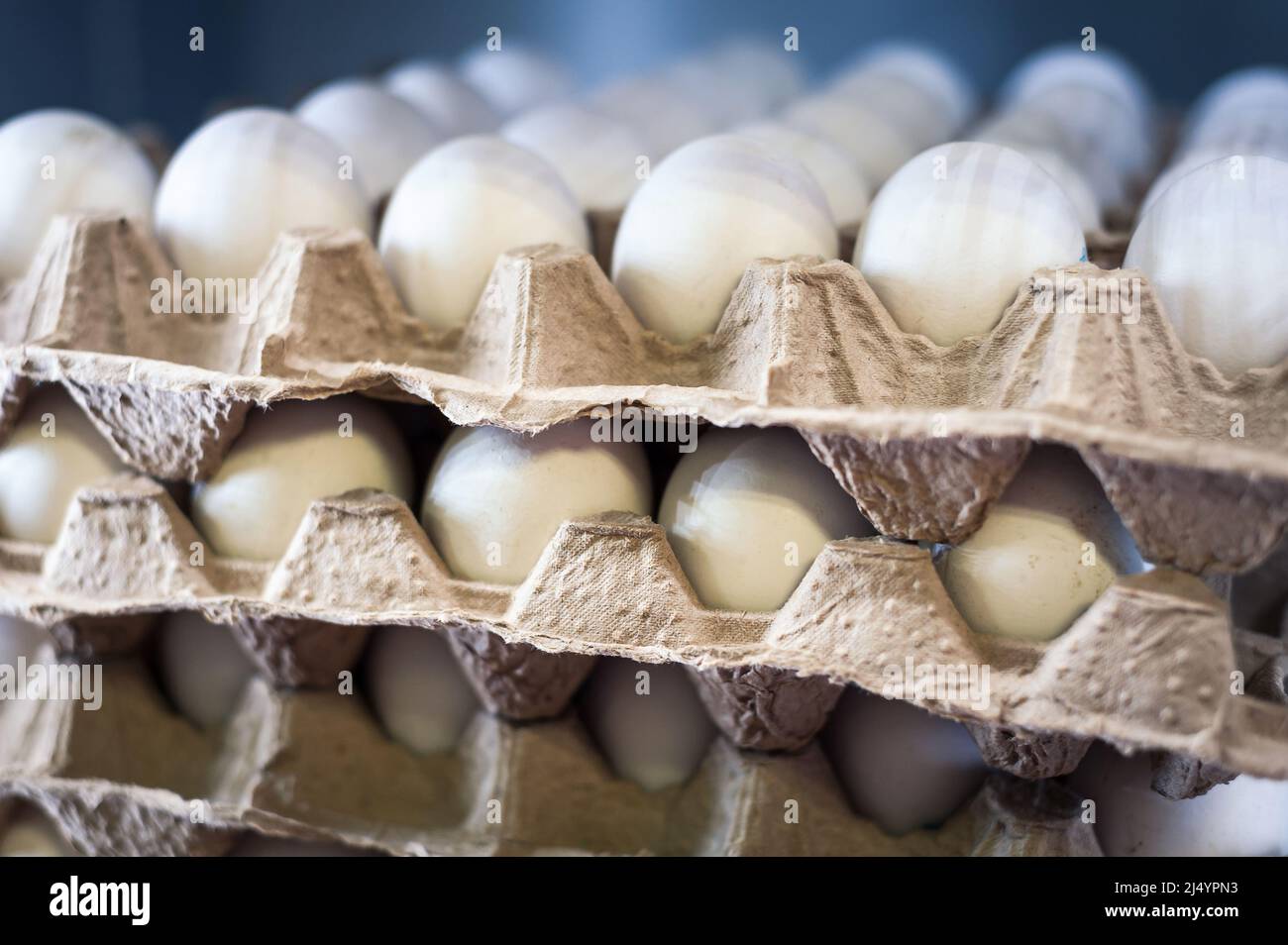 uova di pollo in vassoi di cartone primo piano Foto Stock