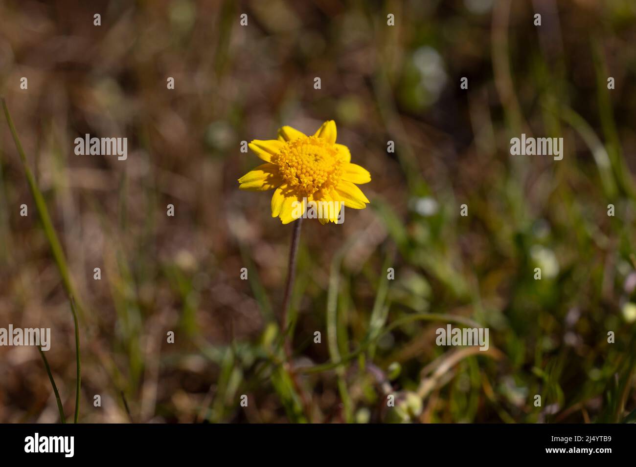 Goldfields, Lastenia Foto Stock