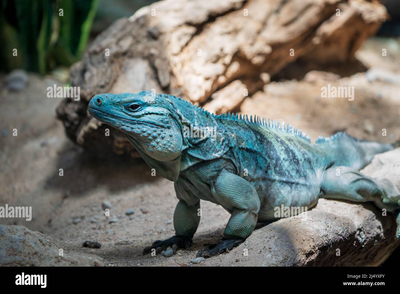 Blue Iguana al biofark ABQ Foto Stock