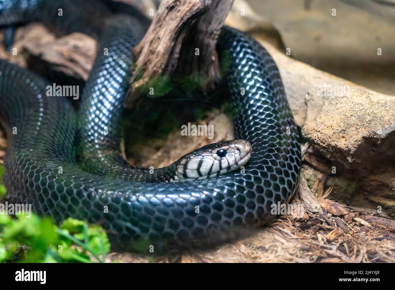 Forest Cobra (Naja melanoleuca) presso il biopark ABQ in New Mexico Foto Stock