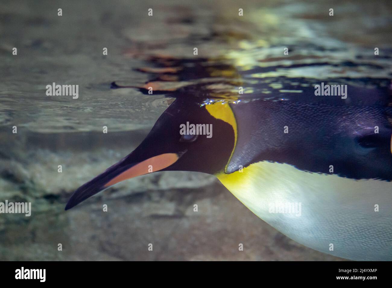 King Penguin (Appenociti patagonicus) Nuoto subacqueo al biopark ABQ in New Mexico Foto Stock