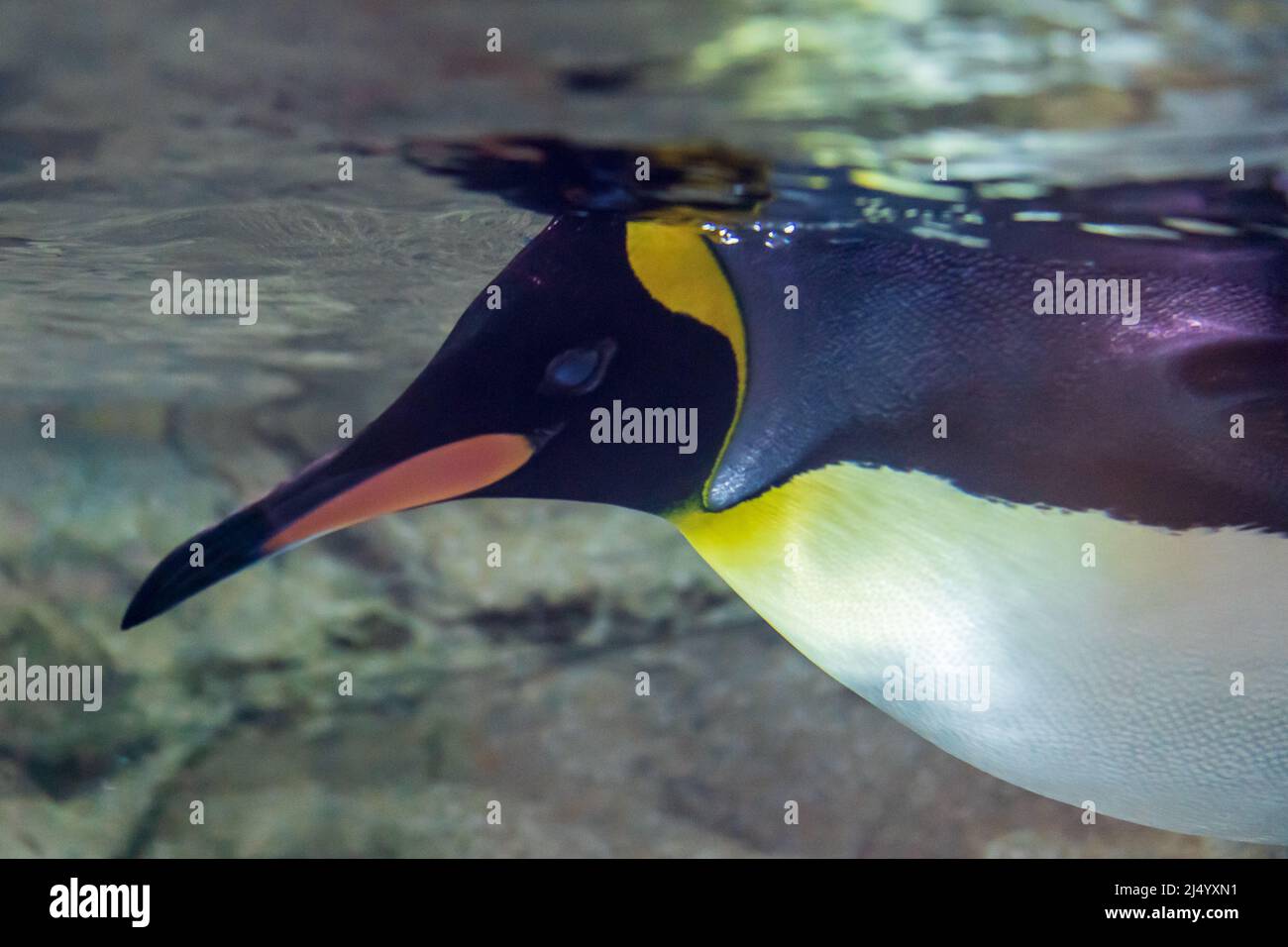 King Penguin (Appenociti patagonicus) Nuoto subacqueo al biopark ABQ in New Mexico Foto Stock